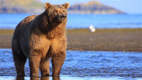 The Great Alaskan Grizzly Encounter Ak Bear Cruise Adventuresmith