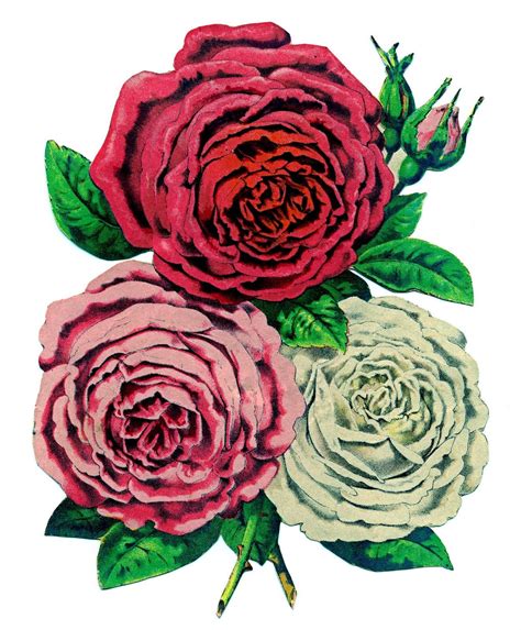 Drawings Style Vintage Roses From The Graphic Fairy Rose Images Rose