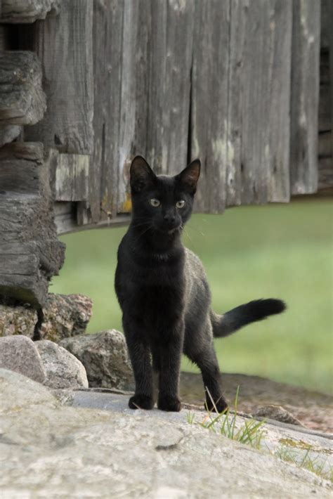 Free Images Animal Pet Autumn Black Cat Fauna Vertebrate Small