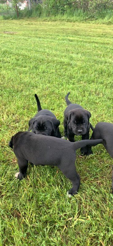 Divine danes presents the litter of renaissance believe it or not and renaissance winifred vonshutzen these puppies are champion bloodlines for. Great Dane / Rottweiler Mix Puppies for Sale in Corsicana ...