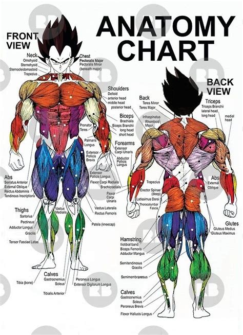 Muscles are regarded as motors of the body. "Anatomy Chart - Muscle Diagram" Posters by gohanflex ...