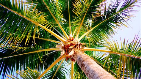Palm Tree 4k Ultra Hd Wallpaper Background Image 3840x2160
