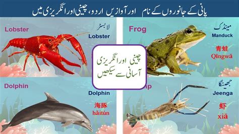 Pet Animals In Urdu Anna Blog