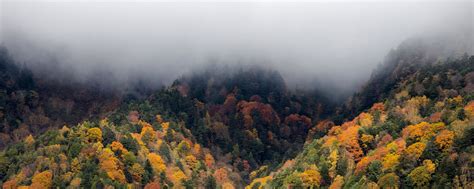 Download Wallpaper 2560x1024 Forest Trees Autumn Fog Nature