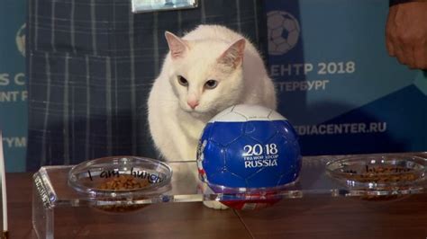 video achilles the cat becomes official soothsayer for russian world cup abc news