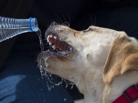 Dog Drinking Water Showing Teeth Stock Photo Image Of Animal