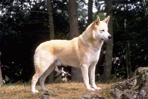 7 Ancient Pariah Dogs Breed History And Facts Hubpages