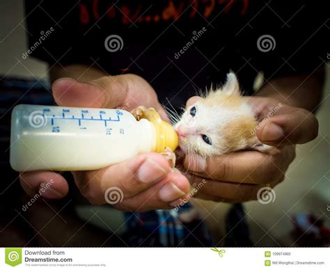 Feeding Baby Cats The Milk In The Bottle Stock Photo Image Of Mammal