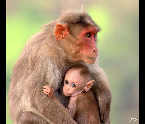 A Mothers Love 40 Adorable Animal Mom And Baby Photos