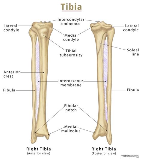 Tibia Shin Bone Definition Location Anatomy Diagrams