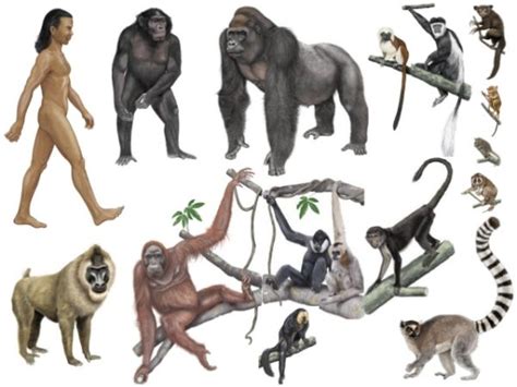 Primates The A Level Biologist Your Hub