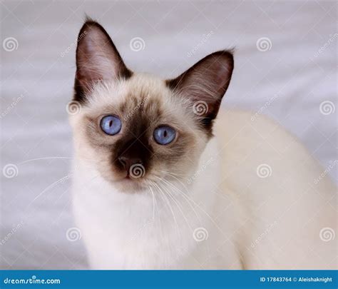 Lilac Point Balinese Cat