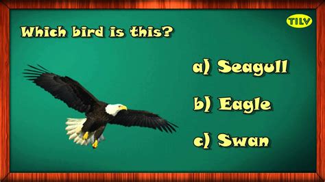 Learn About Birds Part 6 With Interactive Learning Videos For Pre