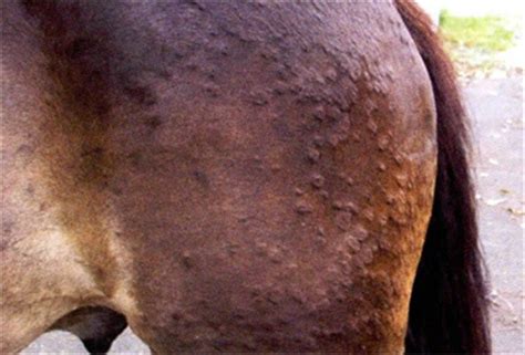 Equine Skin Diseases And Testing Skin Diseases Horse Health Equines