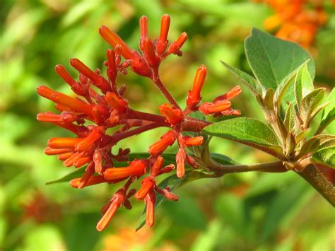 Scarlet Bush Firebush Flower Matter Under The Supramenta Flickr