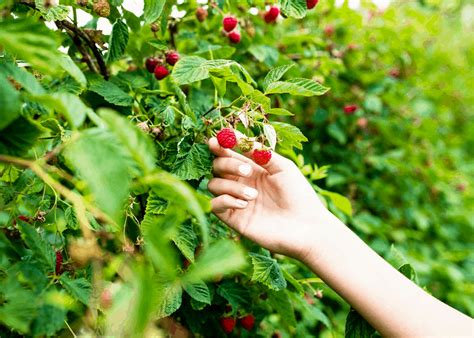 The Best Tasting Raspberry Varieties: 20 Top Types To Grow In Your ...