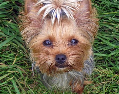 Follow Proper Training Sessions To Control Yorkshire Terrier