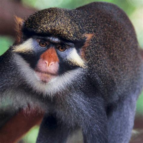 How rhesus god monkeys have pests? Facial coloration in Old World monkeys related to ...