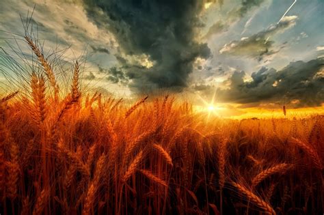 Wheatfield Wallpapers Wallpaper Cave