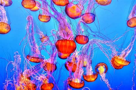 Jellyfish Wallpaper Jelly Fish Aquarium Dark Underwater Marine