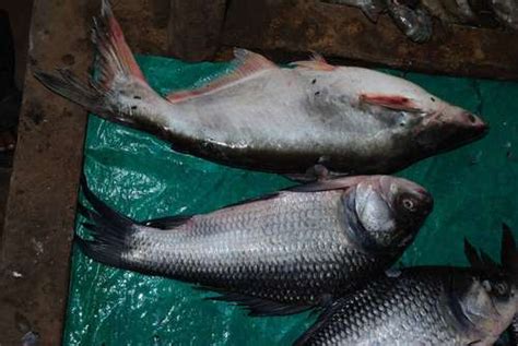 Pangas Catfish Pangasius Pangasius · Inaturalist