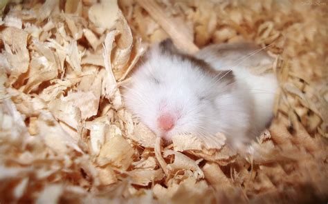 Dwarf Hamster White Roborovski By Miek On Deviantart