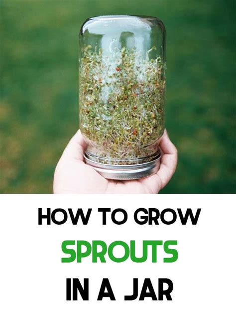 How To Grow Sprouts In A Jar Home Garden Diy