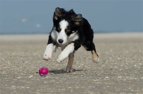 Free Images Beach Play Puppy Border Collie Vertebrate Dog Breed