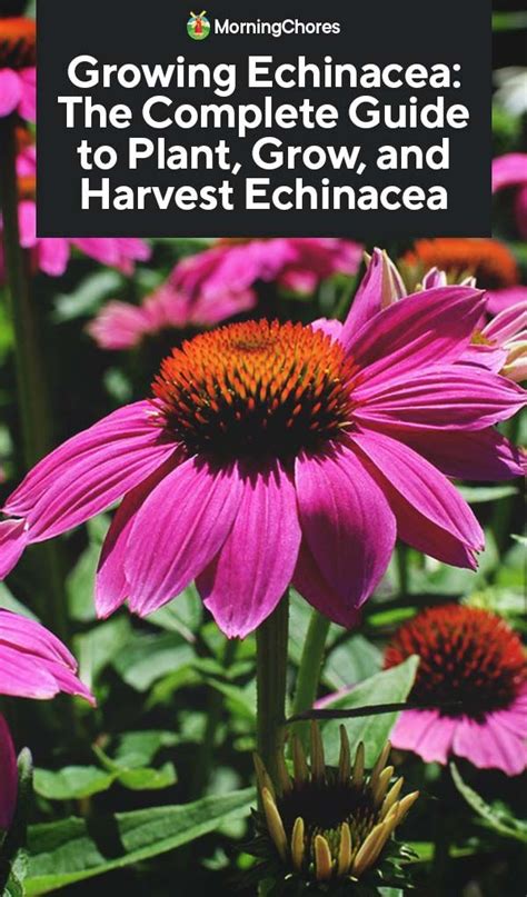Growing Echinacea The Complete Guide To Plant Grow And Harvest