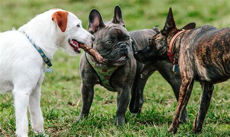 Portland Dog Parks Ranked