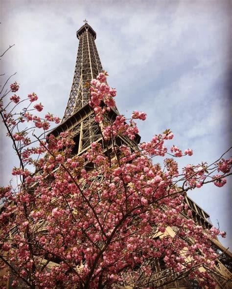 Paris Eiffel Tower And Cherry Blossoms Brilliantly Bohemian
