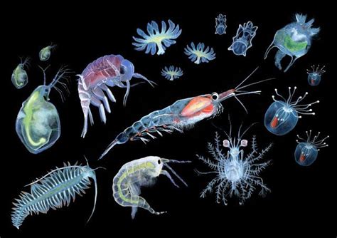 Il·lustraciÈncia Plankton Small Organisms Of Big Importance Sanj
