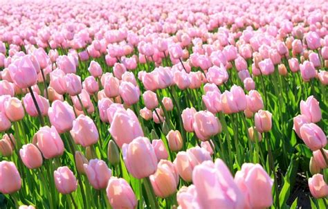Tổng Hợp 50 ảnh Nền Máy Tính Hoa Tulip đầy Màu Sắc