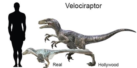 Velociraptor Size Comparison Prehistoric Planet Know Your Meme