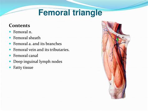 Femoral Artery Anatomy And Branches Kenhub