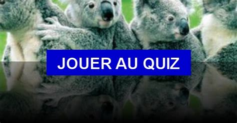Quiz Les Koalas
