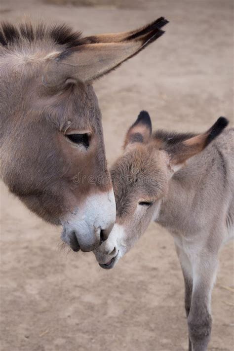 Mother And Baby Donkey Stock Image Image Of Scene Touching 56673141