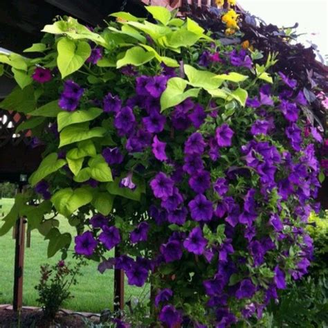 Purple passion flower is a tropical plant with a vining habit. climbing purple flowers | Purple Climbing Vines Pictures ...
