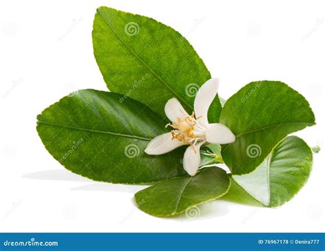 Lemon Flower On A Branch Stock Photo Image Of Lemon 76967178