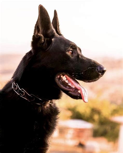 Solid Black German Shepherd Dog Cães