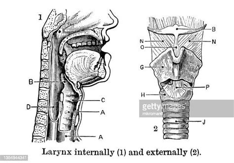Throat Anatomy Photos And Premium High Res Pictures Getty Images