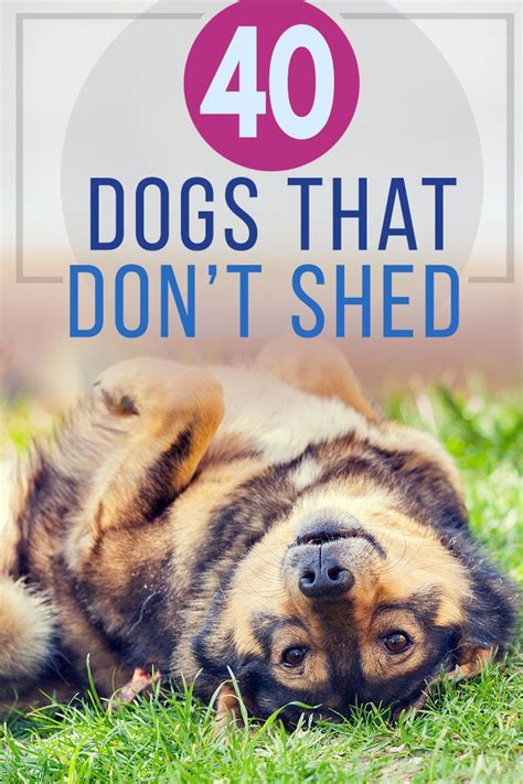 Cats and dogs that shed the least/most. 40 Hypoallergenic Dog Breeds that Don't Shed!... Let's ...