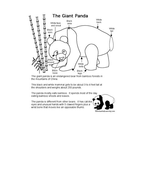 Panda Anatomy Anatomy Book