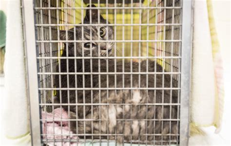 50 Feral Cats Spayed And Neutered By Ncsu Vet Students In Push To Curb