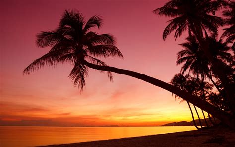 Wallpaper Tropical Sunset Palm Trees Silhouette Beach Sea