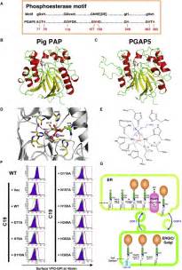 gpi glycan remodeling by pgap5 regulates transport of gpi anchored proteins from the er to the