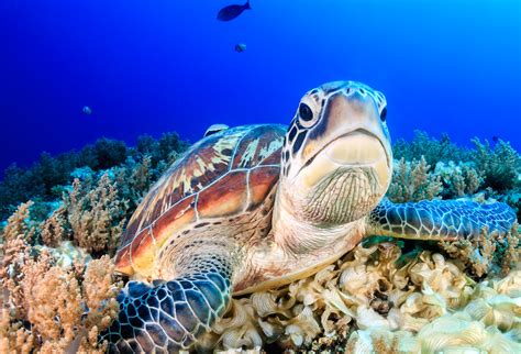 We only provide you the original lucky patcher 9.1.1 apk download to old version lucky patcher apk for android. Can Procurement Help Turn This Sea Turtle's Frown Upside ...
