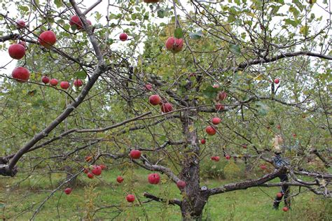 Jenns Random Scraps Apple Orchard