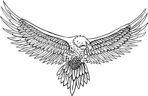 Vector Line Drawing Of The Eagle Vector Download