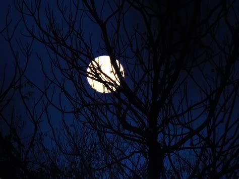 Full Moon Through The Trees